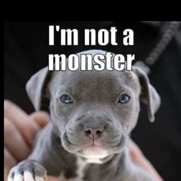 Meet your Posher, Rafael - Picture 1 of 1